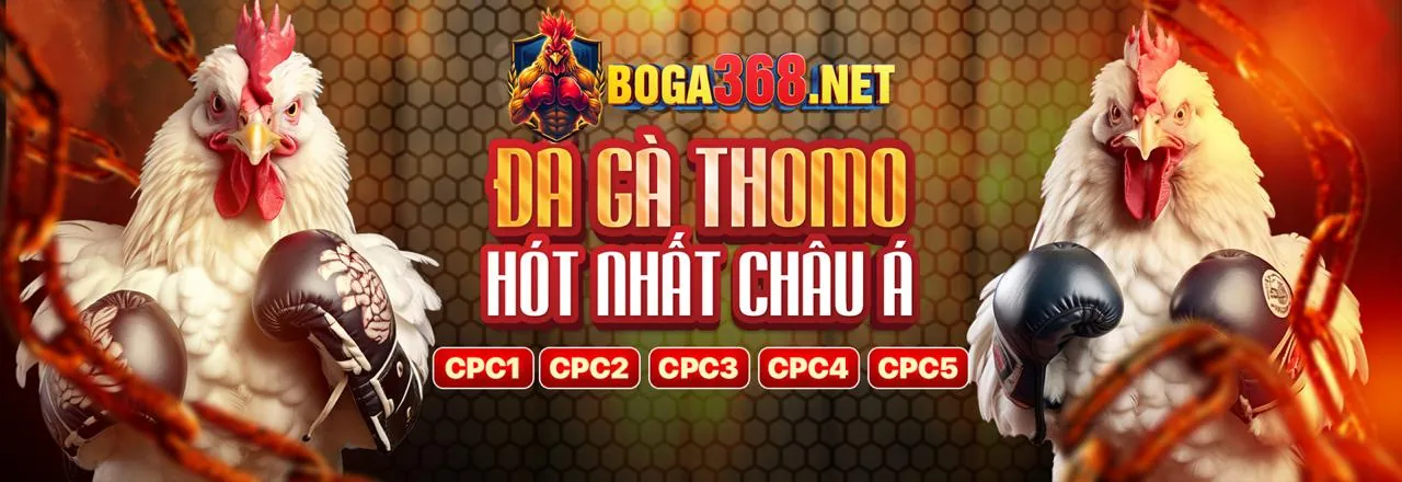 Gà đá đòn Thomo hôm nay 2026: Phân tích gà đá và giải đấu